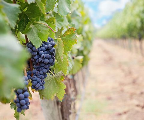 Balkan-Wine-Ezimit-winery-1 Balkan-Wine-Ezimit-winery-1